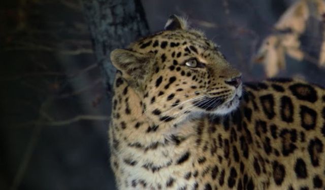 BÜYÜK KEDİLER KUŞAĞI ‘NADİR KEDİ YETENEKLERİ’